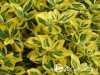Ožekšnis fortūno ,Canadale Gold' (lot. Euonymus fortunei)